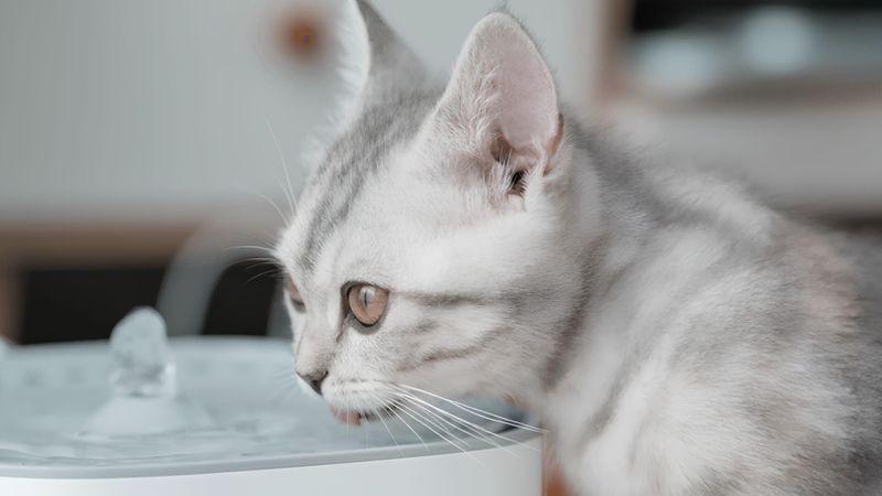 3 fontaines à eau pour hydrater votre chat cet été