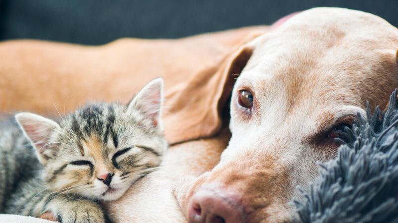 4 conseils pour prendre soin d'un chien ou chat âgé