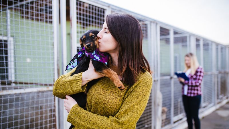 adoption-chien-refuge