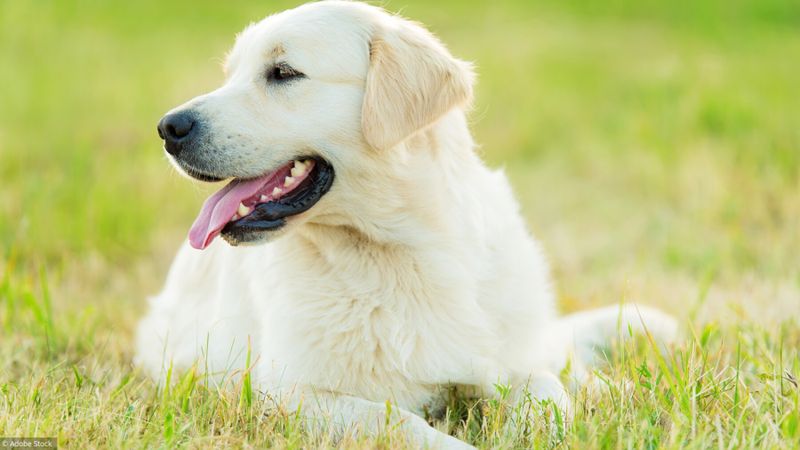 Animal de compagnie: faites-lui un jardin sur mesure!