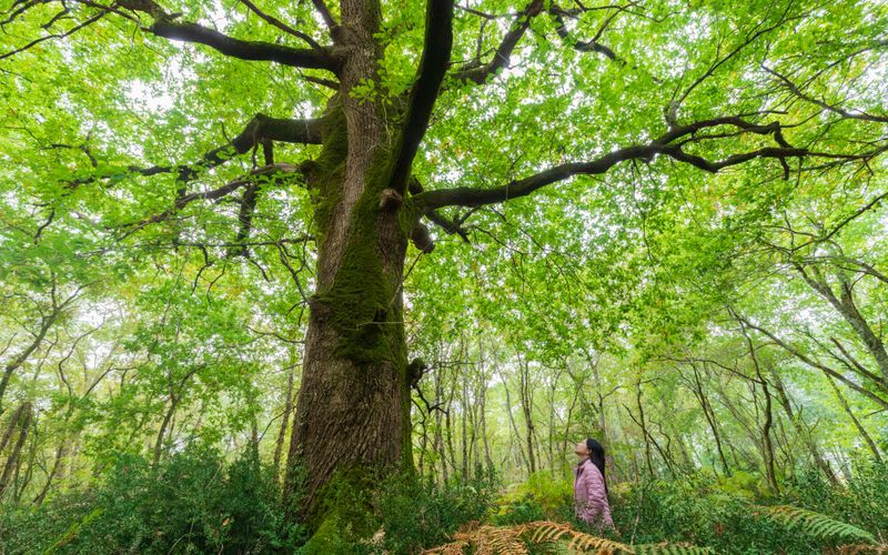Alexis Jenni: "En regardant un arbre, on découvre son histoire"