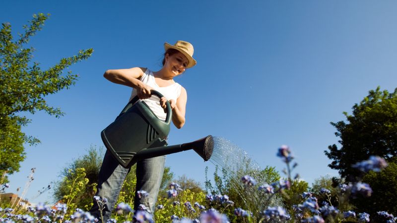 arroser jardin été
