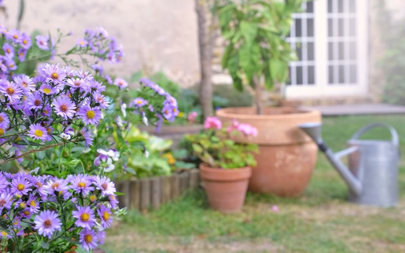 Les asters, étoiles de l’automne!