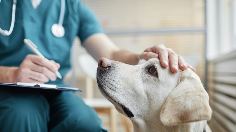 Avoir un animal de compagnie: combien ça coûte vraiment?