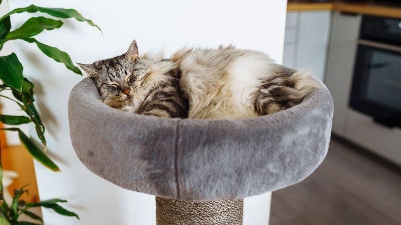 Baisse de température : cet arbre à chat XXL va changer les journées d’automne de votre félin