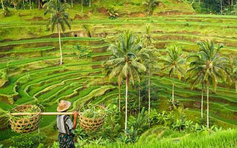 Evasion: Bali, l'île de toutes les harmonies