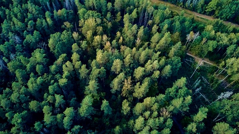 Bialowieza foret pologne