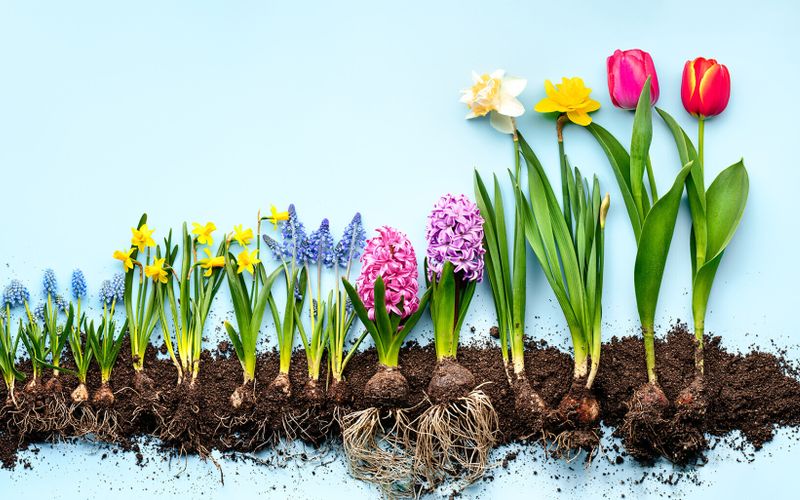Jardin: des bulbes qui refleurissent, un bon plan