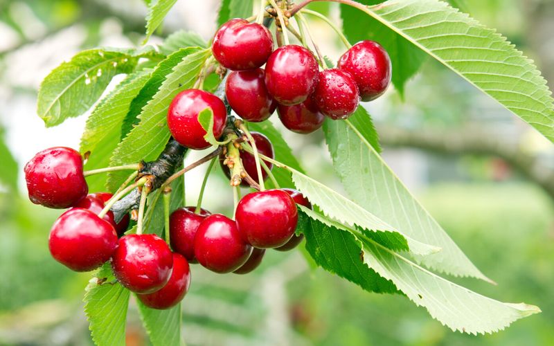 Arbres fruitiers: planter et entretenir un cerisier