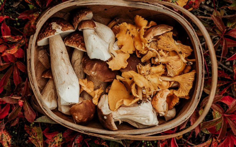 Comment choisir, préparer et cuisiner les champignons, ces trésors d’automne et de santé