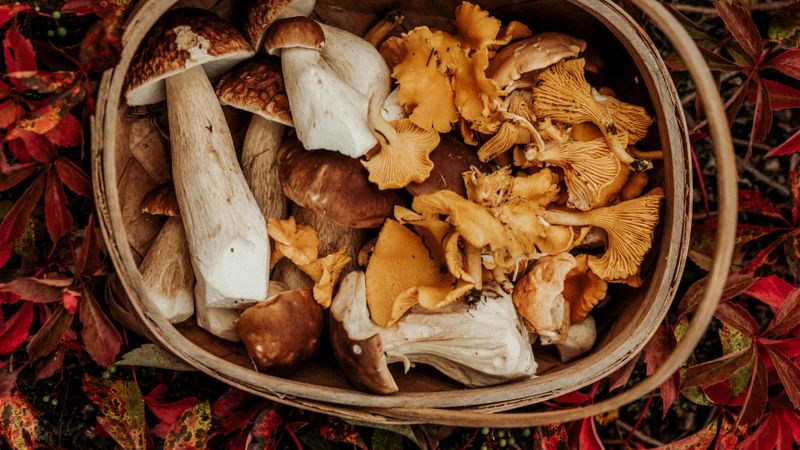 champignons cueillette panier