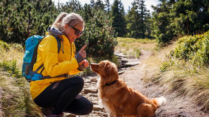 chien-education-obeissance