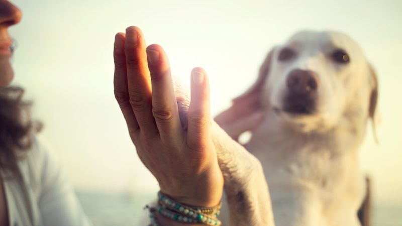 Chien: les bonnes méthodes de l'éducation positive