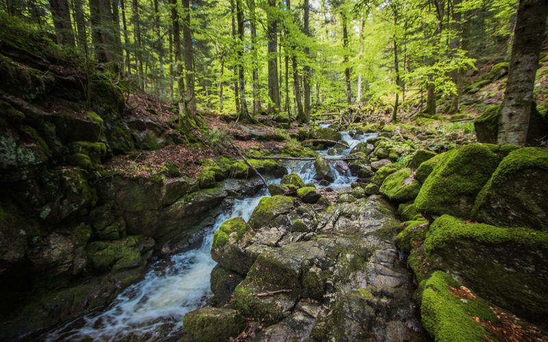 Portrait-robot de la forêt française