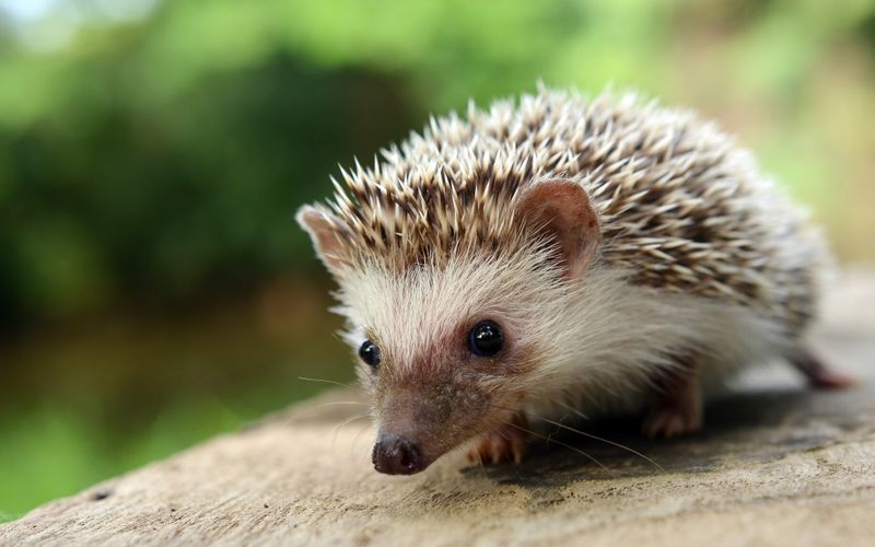 5 conseils pour accueillir un hérisson dans mon jardin