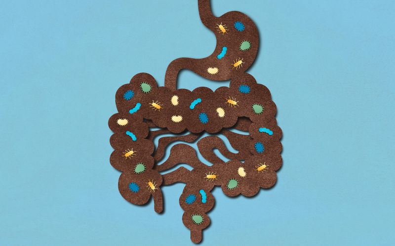 La greffe fécale, une thérapie d'avenir pour les maladies gastriques?