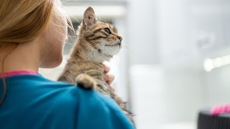 Illustration d'un chat chez le vétérinaire