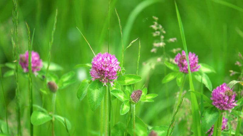 Illustration d'un trèfle rouge