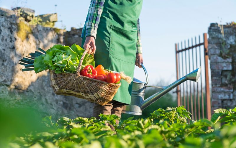 Jardin: 6 potions naturelles pour le potager