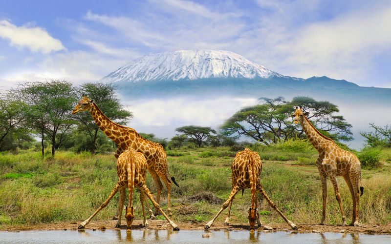 Évasion au Kenya: Safari au pied du Kilimandjaro