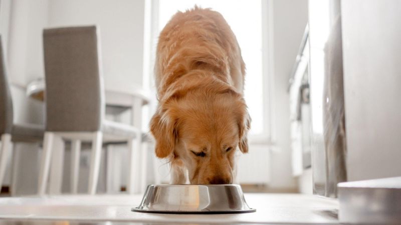 Les 5 meilleures gamelles pour chien à adopter en 2025