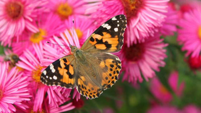 Memory: la magie des papillons