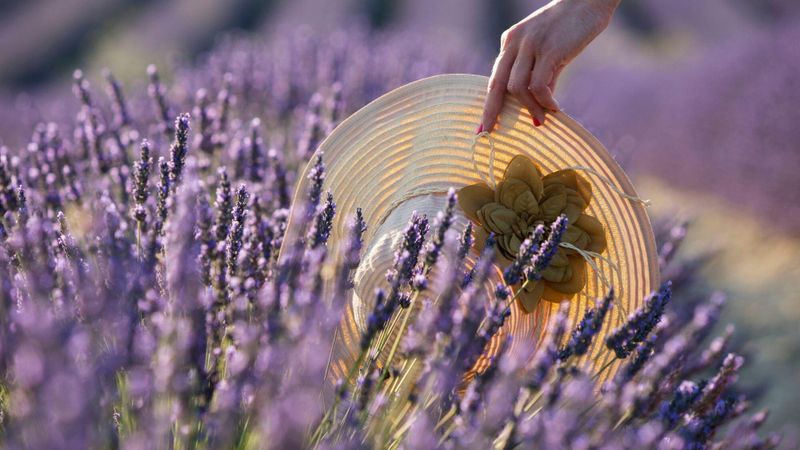 Memory : plongeon au coeur de la provence