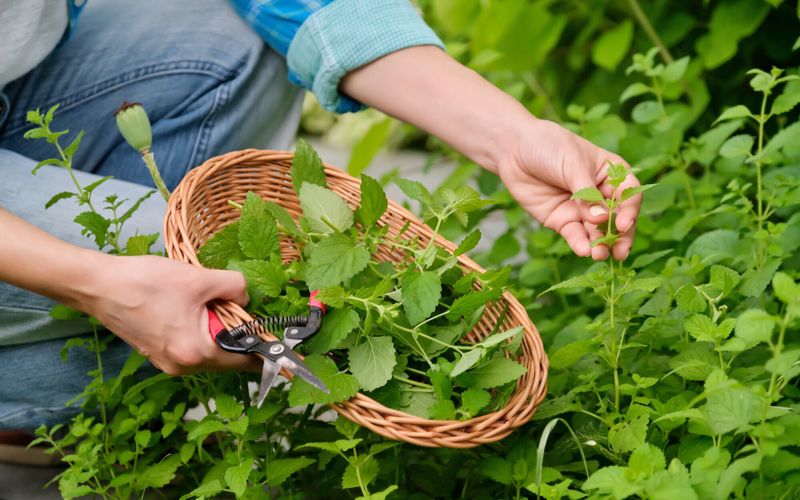 Jardin: cultiver des herbes fraîches saveur citron