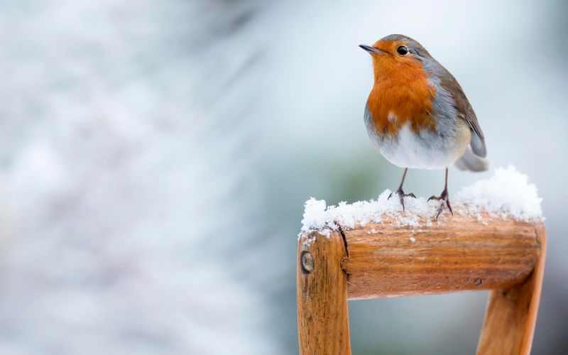 Oiseaux: pourquoi cette fin de semaine est le moment idéal pour commencer à les nourrir