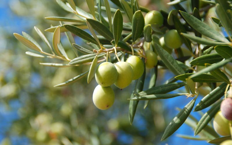 Faut-il tailler mon olivier et dois-je lui mettre de l'engrais?