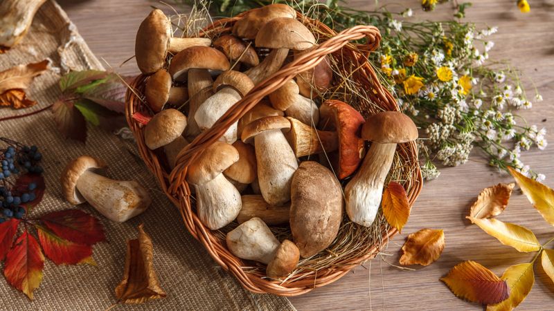 panier champignons