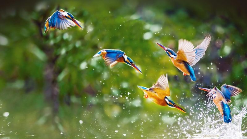 Puzzle: les oiseaux tropicaux
