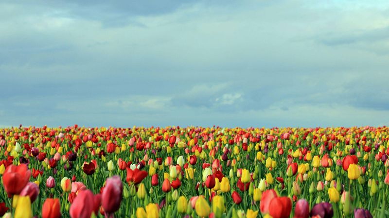 Puzzle: les tulipes