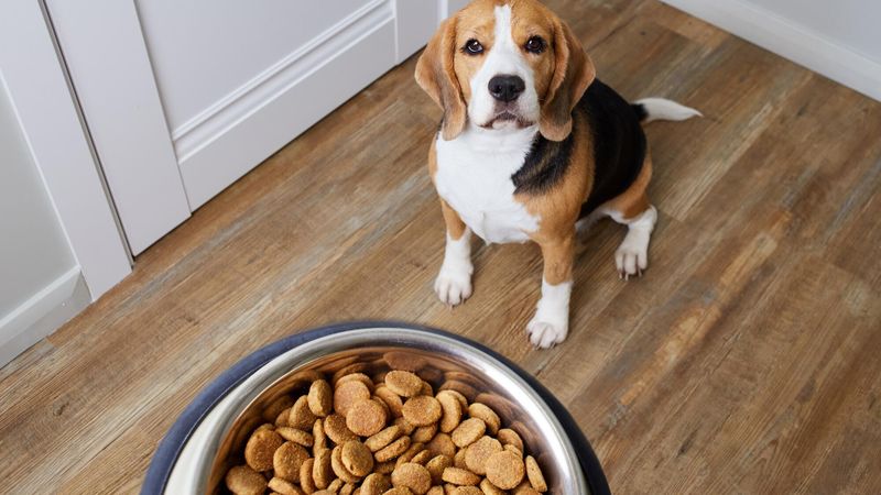 Quelle est la meilleure marque de croquettes pour chien à choisir en 2025 ?