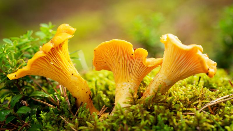 Quiz sur les champignons