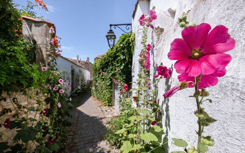 Au jardin, la rose trémière fait le mur