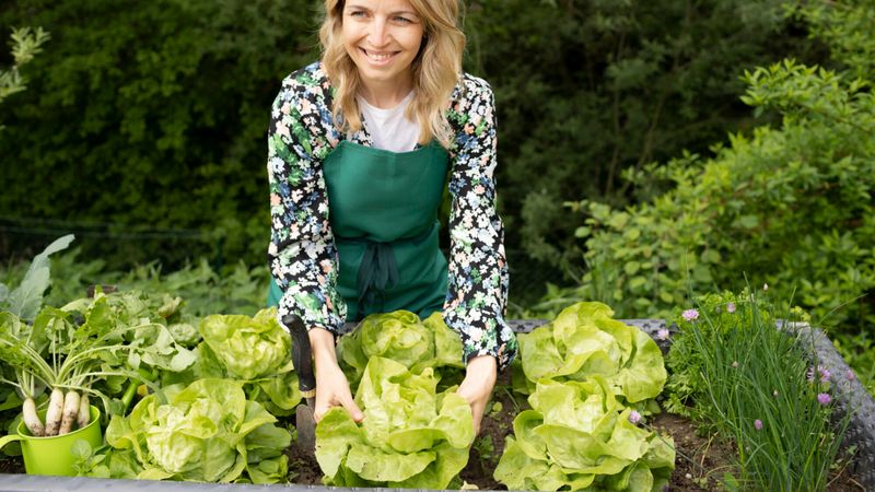 salade jardin automne