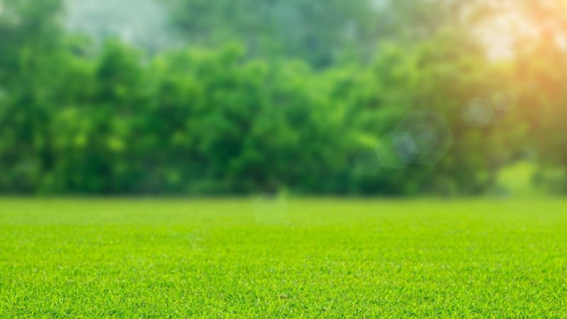 Semences de pelouse 2024 : comment sélectionner la variété idéale pour votre jardin ?