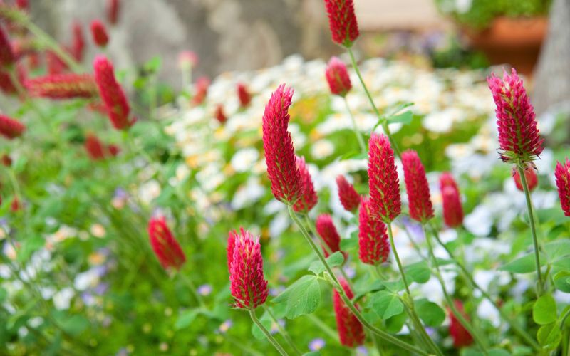Jardin: ces engrais verts qui régénèrent la terre
