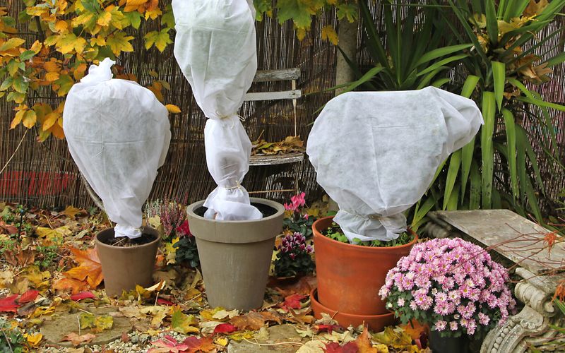 Avec ces 5 solutions, vos plantes seront protégées du froid tout l'hiver